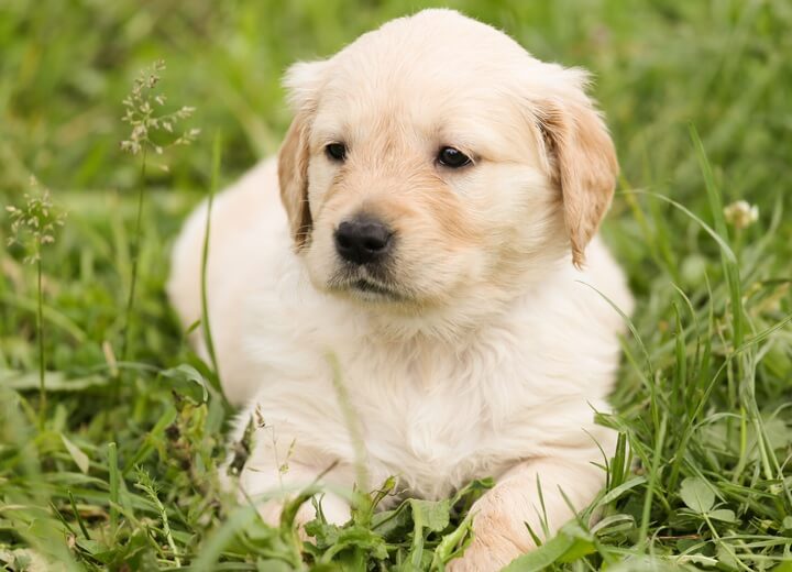 Healthy Pets,