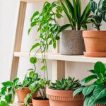 Featured image: Indoor Plants for Beginners: 8 Varieties That Thrive on Neglect